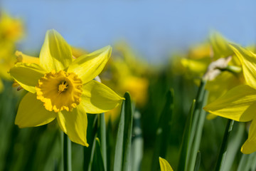 Viele Narzissen (Osterglocken) auf einer Wiese in einem Park