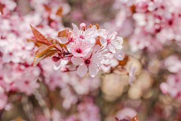 Rosa Kirschblüte (Japanische Kirschblüte) bei schönem sonnigen Wetter