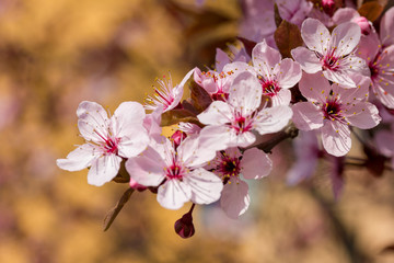 Rosa Kirschblüte (Japanische Kirschblüte) bei schönem sonnigen Wetter