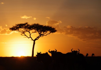 Fototapeta na wymiar Beautiful sunset and wildebeests, Masai Mara