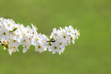 weiße Kirschblüten bei schönem sonnigen Wetter vor grünem Hintergrund