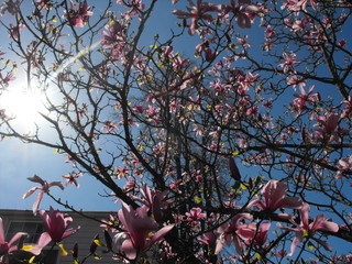 Spring Blossoms 2 