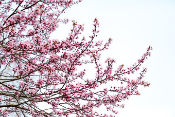 Rosa Kirschblüte (Japanische Kirschblüte) bei schönem sonnigen Wetter
