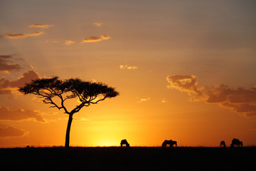 Fototapeta na wymiar Beautiful sunset at Masai Mara wildlife century