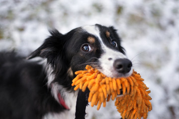 cheeky border collie dog with a toy looking at owner