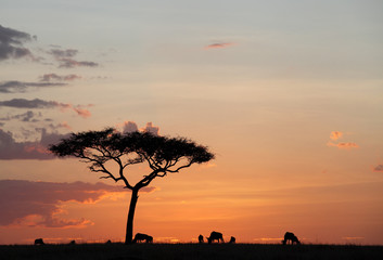 Wildebeests grazing during sunset at Masai Mara