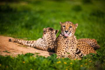 Two Beautiful Cheetah's Resting and Sunbathing