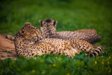 Two Beautiful Cheetah's Resting and Sunbathing