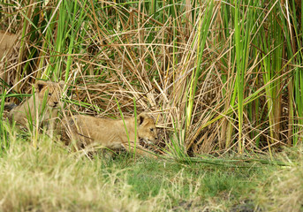 Lion cubs at Masai Mara