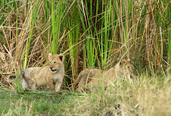 Lion cubs in the grasses of Masai Mara