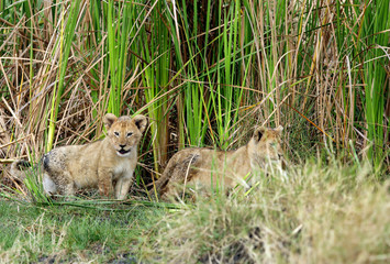Lion cubs coming out from grasses