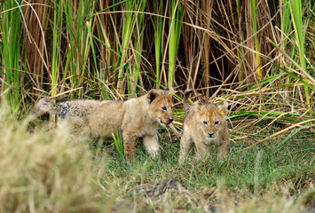 Lion cubs playing in the evening
