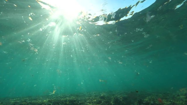 UNDERWATER SLOW MOTION LENSE FLARE: Penetrating sunrays revealing the ocean floor covered in colorful seaweed. Floating algae highlighted from the sun beaming through the glass like sea surface.