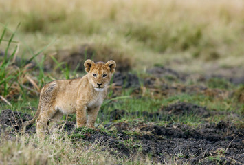 Naklejka na ściany i meble Lion cub, Masai Mara