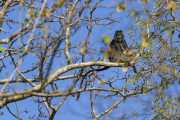 Black monkey perched on a branch, Java, Indonesia.