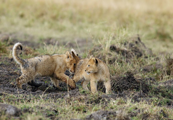 Fototapeta na wymiar Lion cubs playing