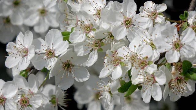 wei&szlig;e Kirschbl&uuml;ten bei sch&ouml;nem sonnigen Wetter