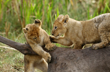 Lion cubs on wildebeest carcass