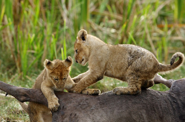 Lion cubs playing on the top of Wildebeest carcass