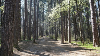 Obraz premium Forest 15