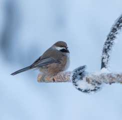Boreal Chickadee