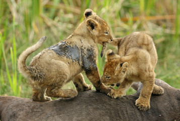 Lion cubs on the top of Wildebeest carcass
