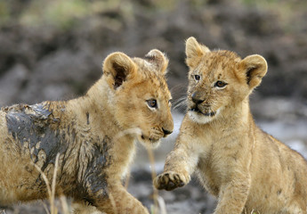 Lion cubs, Masai Mara