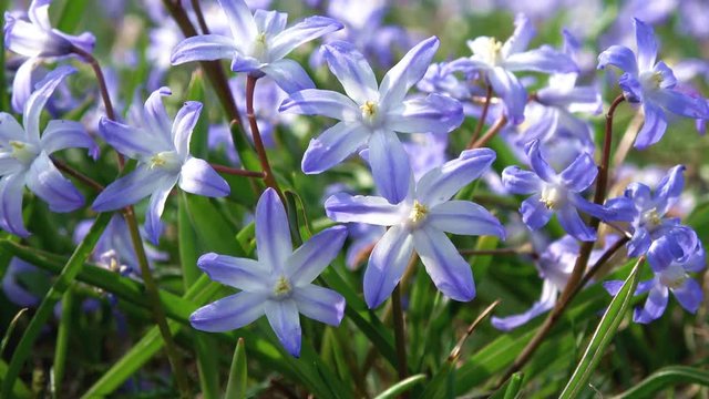 Gew&ouml;hnliche Sternhyazinthe (Chionodoxa luciliae) im Fr&uuml;hling auf einer Wiese