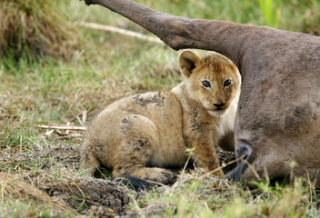 Lion cub near wildebeest carcass
