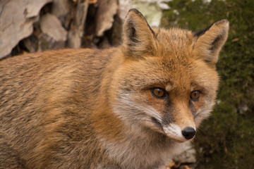 Fox