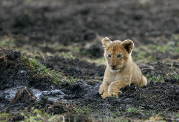 Fototapeta na wymiar Lion cub resting on black soil