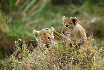 Obraz na płótnie Canvas Lion cubs playing in the Savannah, Masai Mara