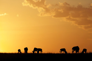 Wildebeests during sunset