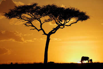 Wildebeests grazing during sunset