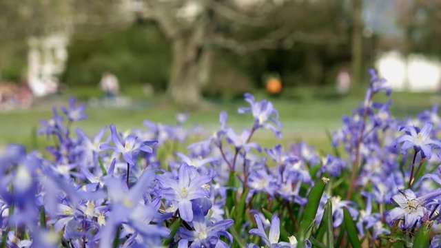 Gew&ouml;hnliche Sternhyazinthe (Chionodoxa luciliae) im Fr&uuml;hling auf einer Wiese