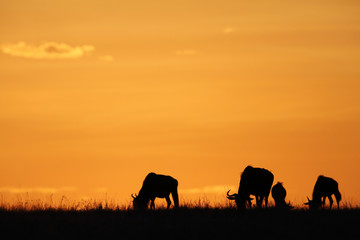 Fototapeta na wymiar Wildebeests grazing during sunset, Masai Mara