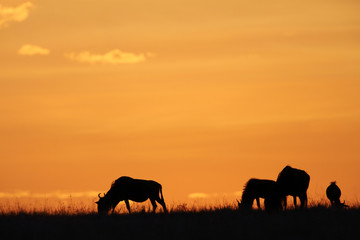 Fototapeta na wymiar Wildebeests grazing during sunset