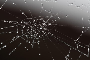 Spiderweb