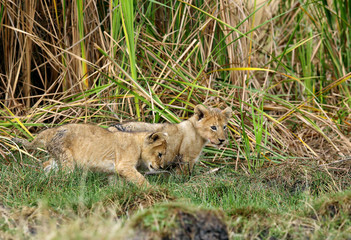 Lions cubs in the Savannah