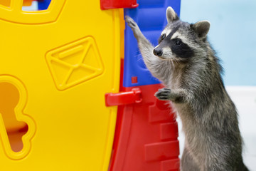 pet raccoon stretches his legs
