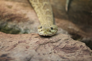 Rattle Snake
