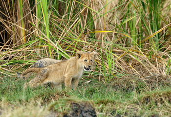 Lion cub in the Savannah