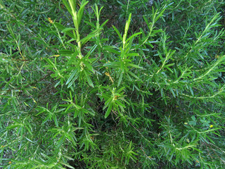 Fresh rosemary bush