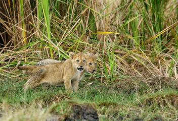 Lions Cub