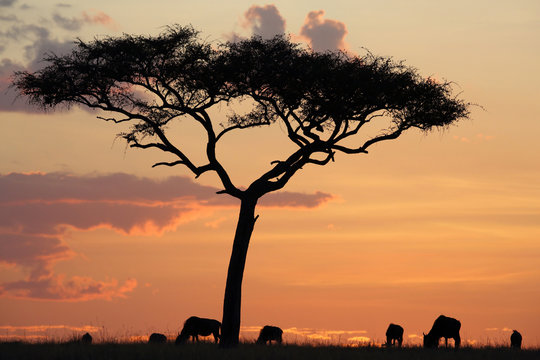 Masai Mara sunset