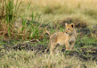 Lion cub, Masai Mara
