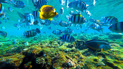 Fototapeta na wymiar fish underwater world