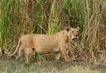 Naklejka na ściany i meble Lioness coming out from the hide of grasses