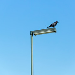 Crow on lamp