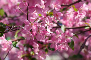 red cherry tree blossoms in the sun lights in the spring